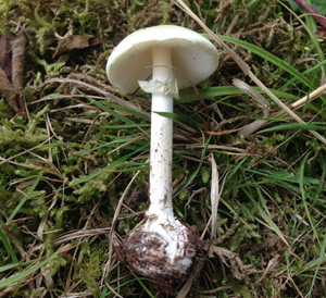 Destroying Angel, Amanita virosa